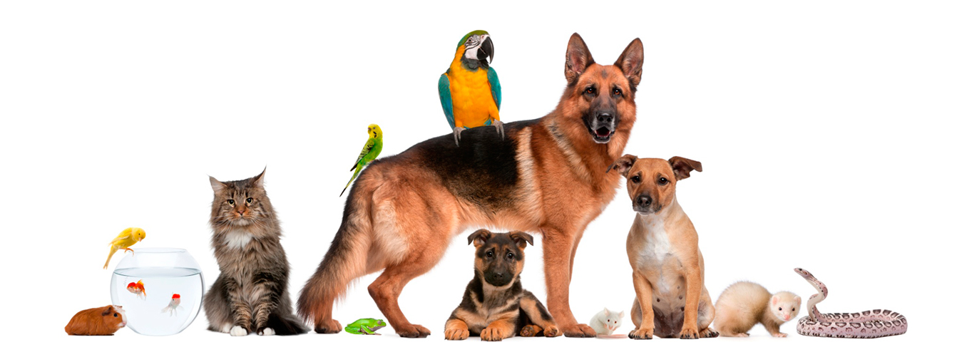 Clinica Veterinaria Fauna