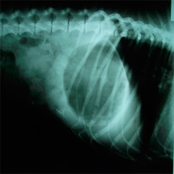 Sindrome dilatacion-torsion gastrica