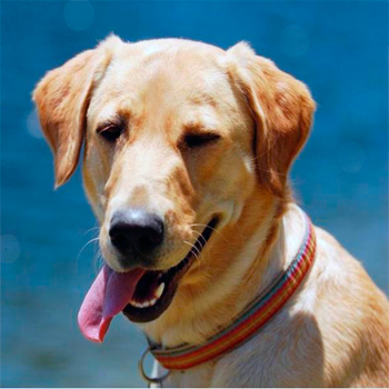 Golpe de calor en perros
