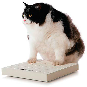 Obesidad en animales