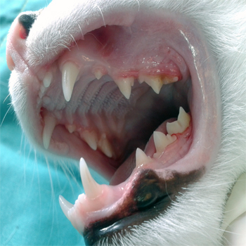 Enfermedad Periodontal en animales